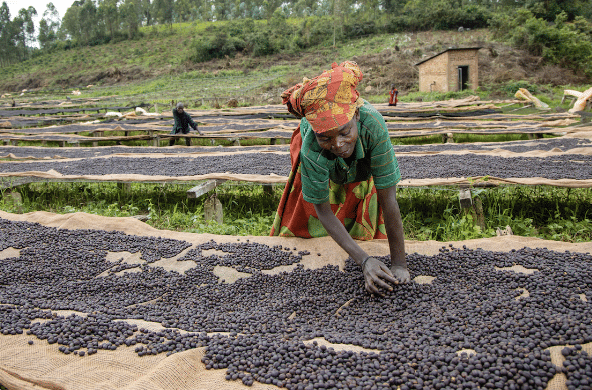 Bule Hora, Éthiopie Guji – photo d’origine