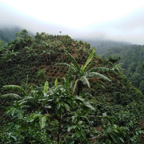 Rituel Bio, café du Honduras (Intibucá) – visuel 3