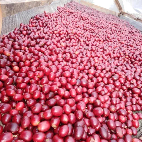 Rituel Bio, café du Honduras (Intibucá) – visuel 4