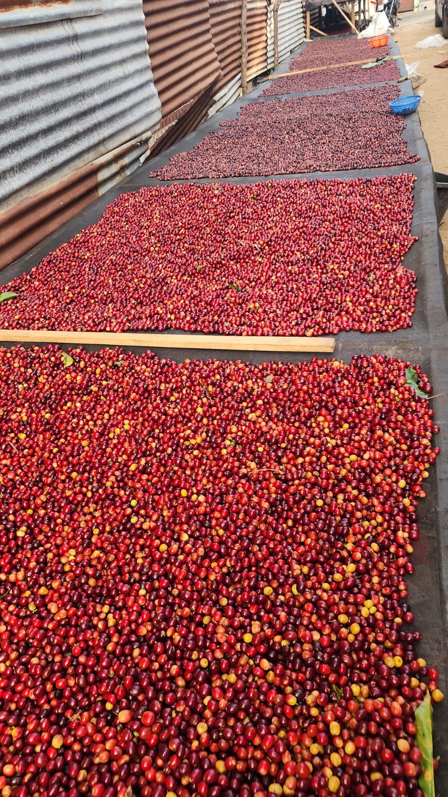 Guatemala, Atitlán - Jenner Cotuc - Bourbon & Caturra natural [Savage Micro-Lots]