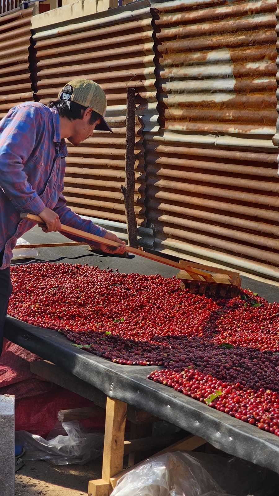 Guatemala, Atitlán - Jenner Cotuc - Bourbon & Caturra natural [Savage Micro-Lots]